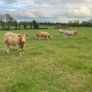 Cattle Image 5