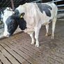 Holstein bull Image 3