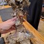Antique Victorian Edwardian Silver Plated Grapevine Centrepiece Image 7