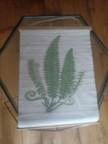 Canvas & Wood Holly Fern Print