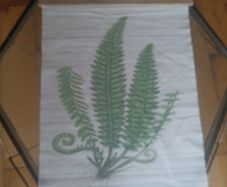Canvas & Wood Holly Fern Print