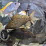 200L Fish Tank + cichlids + fish + stand Image 4