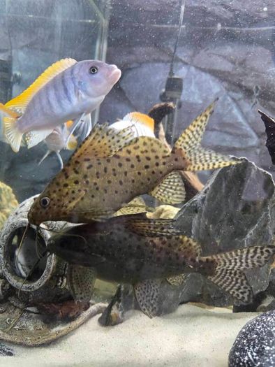 200L Fish Tank + cichlids + fish + stand