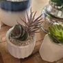 Artificial Plants in Ceramic, Glass, Stone & PVC Pots x8 Image 4