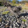 Pekin and silkie growers Image 5