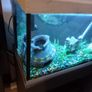 fish tank Image 4