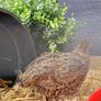 Coturnix Quail chicks Image 3