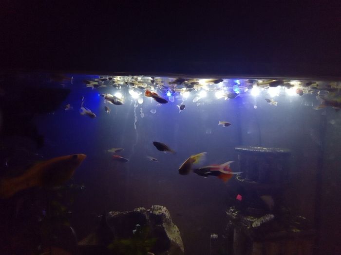 Guppies