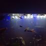 Guppies Image 3
