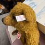 Collectable Teddy Image 4