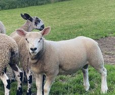 Livestock