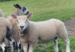 Livestock
