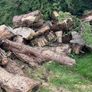 firewood Image 5