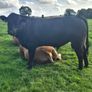 Aa Pbr Bulls Image 3