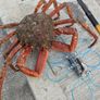 Handcrafted Crab Snare Trap Image 4