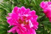 Paeonia lactiflora