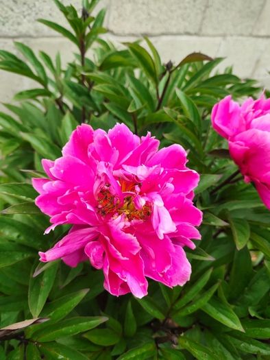 Paeonia lactiflora