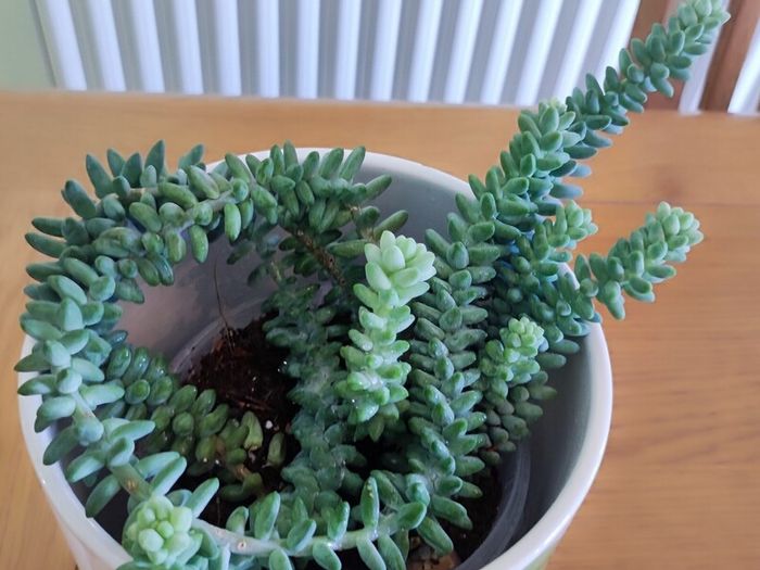 Plant Sedum Buritto