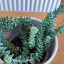Plant Sedum Buritto Image 2