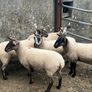 Speckled hoggets Image 7