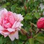 Climbing and Rambling Albertine Rose Image 4