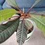 The Madagascar Jewel Seeds and Plants Image 10