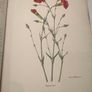 Old Carnations and Pinks First Edition Image 4
