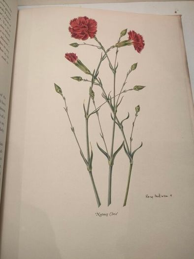 Old Carnations and Pinks First Edition