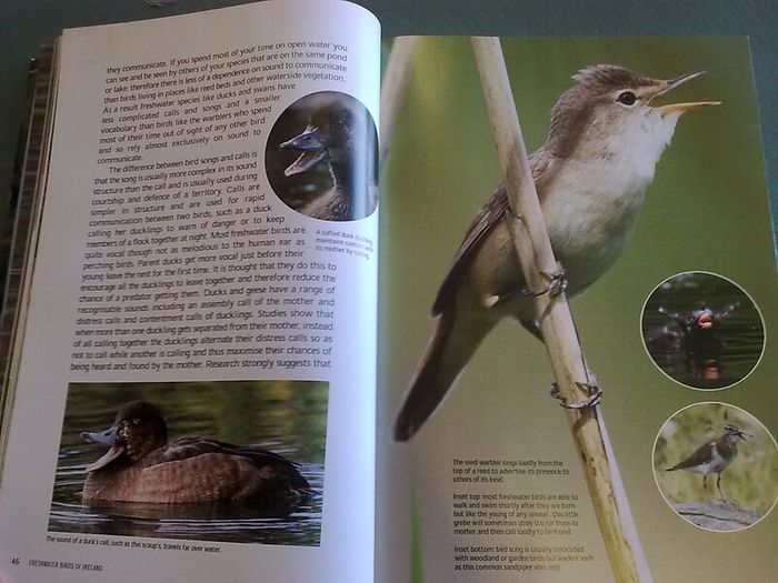 Fresh water birds of Ireland Irish