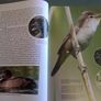 Fresh water birds of Ireland Irish Image 8