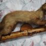 Pine Marten Taxidermy Image 2
