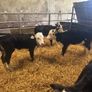 Hereford and Angus calves Image 10