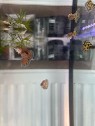 Guppies and guppy grass