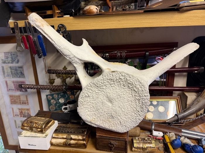 whale vertebra (backbone)