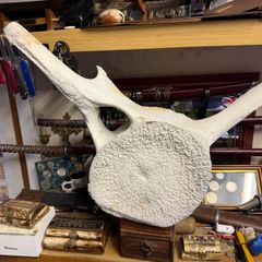 whale vertebra (backbone)