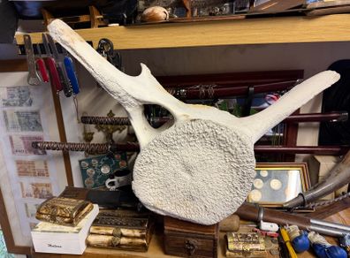 whale vertebra (backbone)