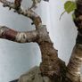 Bonsai tree ( birch) Image 5