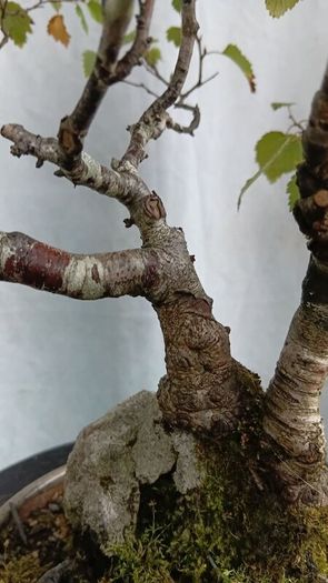 Bonsai tree ( birch)