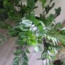 Zamioculcas Zamifolia planter Image 2