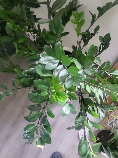 Zamioculcas Zamifolia planter