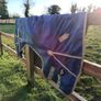 Pony turnout rugs Image 2