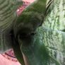 Snake plant, Sansevieria Image 2