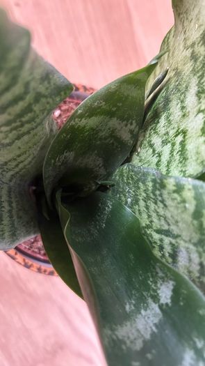 Snake plant, Sansevieria