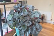 plants