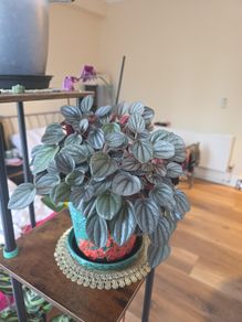 plants