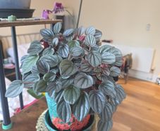 plants