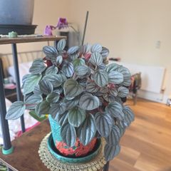 plants