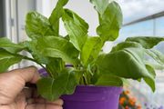spinach plants