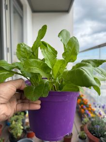 spinach plants