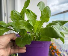 spinach plants